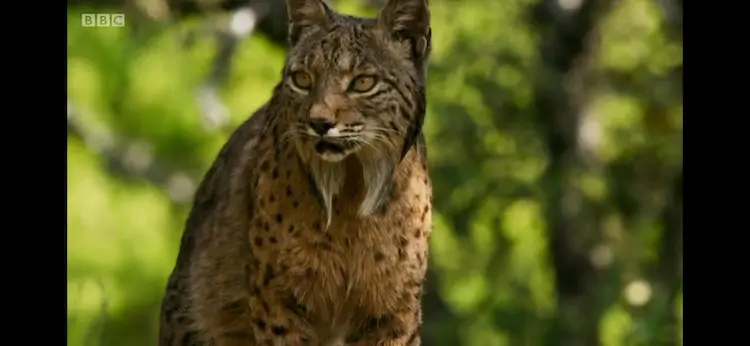 Iberian lynx (Lynx pardinus) as shown in Seven Worlds, One Planet - Europe